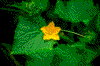 Click on thumbnail to view a full-size image