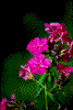 Click on thumbnail to view a full-size image