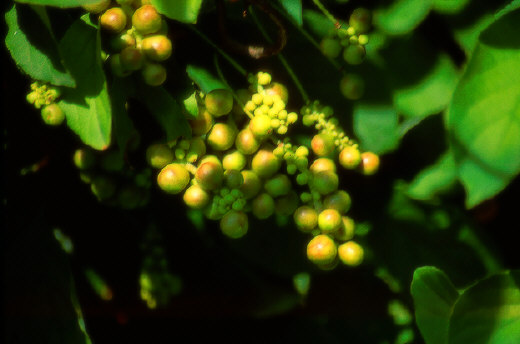 Lemongrass fruits, Kiev, Ukraine