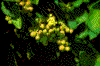 Click on thumbnail to view a full-size image
