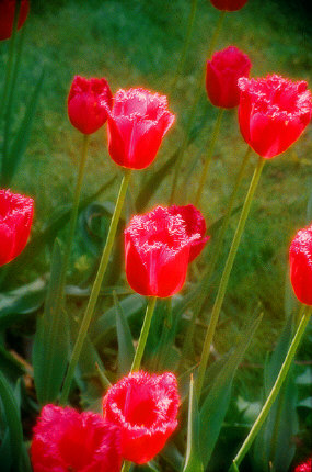 Tulips, Holland, MI