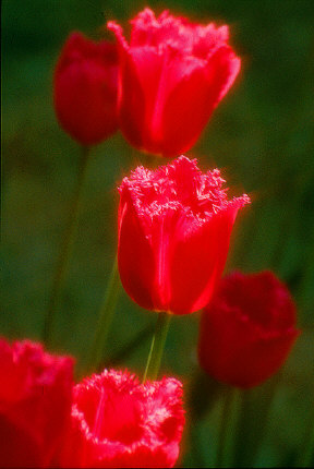 Tulips, Holland, MI