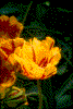 Click on thumbnail to view a full-size image