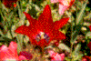 Click on thumbnail to view a full-size image