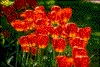 Click on thumbnail to view a full-size image