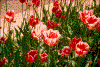 Click on thumbnail to view a full-size image