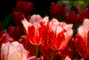 Click on thumbnail to view a full-size image