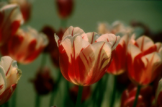 Tulips, Holland, MI