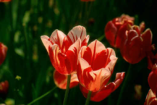 Tulips, Holland, MI
