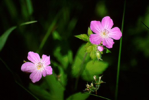 Wildflowers, Michigan