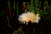 Click on thumbnail to view a full-size image