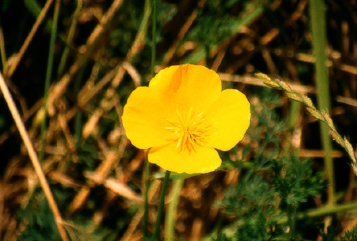Poppy, Point Reyes
