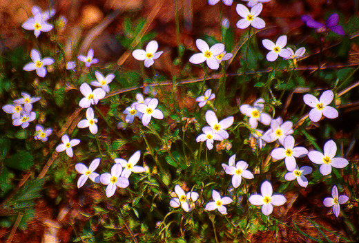Bluets, Shenandoah