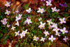 Click on thumbnail to view a full-size image
