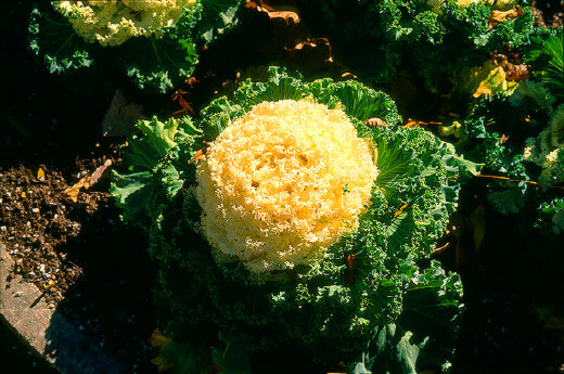 Brussel Rose, Toronto, Canada