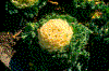 Click on thumbnail to view a full-size image