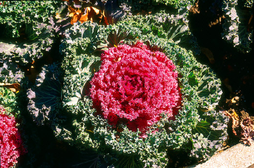 Brussel Rose, Toronto, Canada