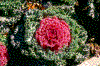 Click on thumbnail to view a full-size image