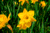 Click on thumbnail to view a full-size image