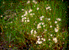Click on thumbnail to view a full-size image