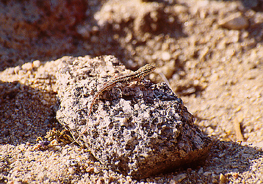 Lizard
