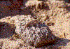 Click on thumbnail to view a full-size image