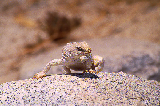 Desert Iguana