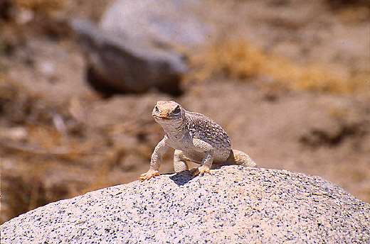 Desert Iguana