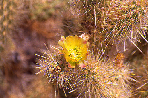 Buckhorn cholla