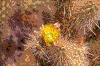 Click on thumbnail to view a full-size image