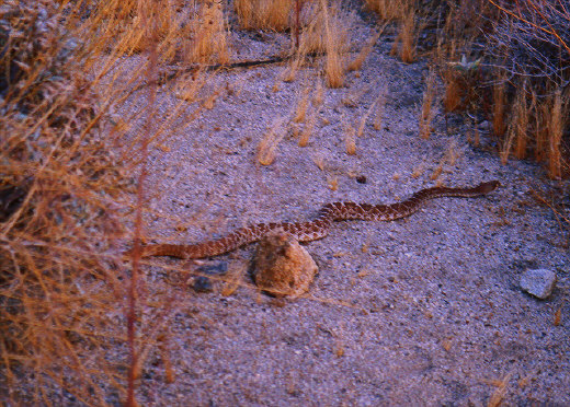 A Red Diamond Rattlesnake