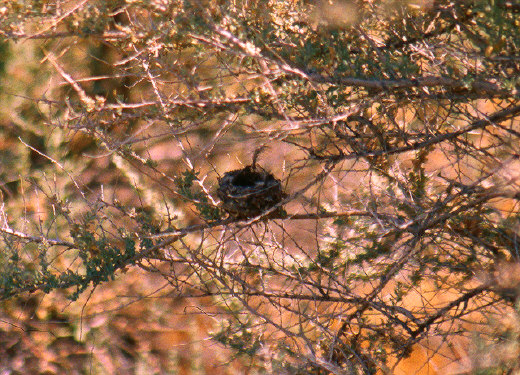 Bird's Nest