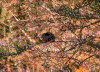 Click on thumbnail to view a full-size image