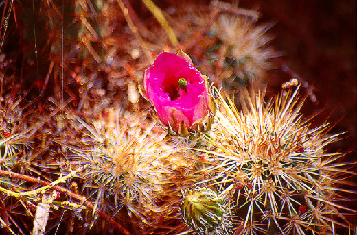 Cactus Flower