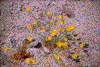 Click on thumbnail to view a full-size image