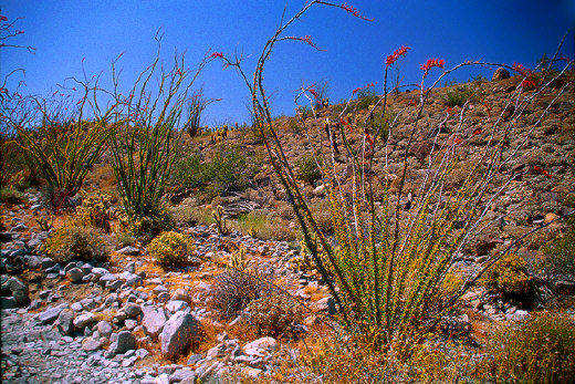 Ocotilla Patch