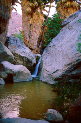 The Palm Oasis in Borrego Palm Canyon