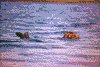 Click on thumbnail to view a full-size image
