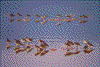 Click on thumbnail to view a full-size image