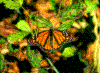 Click on thumbnail to view a full-size image