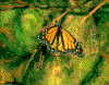 Click on thumbnail to view a full-size image