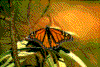 Click on thumbnail to view a full-size image