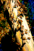 Click on thumbnail to view a full-size image