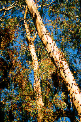 Santa Rosa Monarch Butterfly Refugee