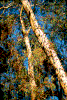 Click on thumbnail to view a full-size image