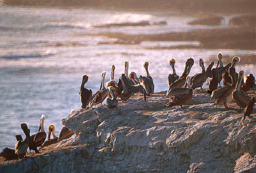 Santa Rosa - Pelicans and Brandt's Cormorants