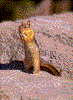 Click on thumbnail to view a full-size image