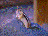 Click on thumbnail to view a full-size image