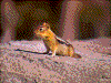 Click on thumbnail to view a full-size image