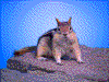Click on thumbnail to view a full-size image